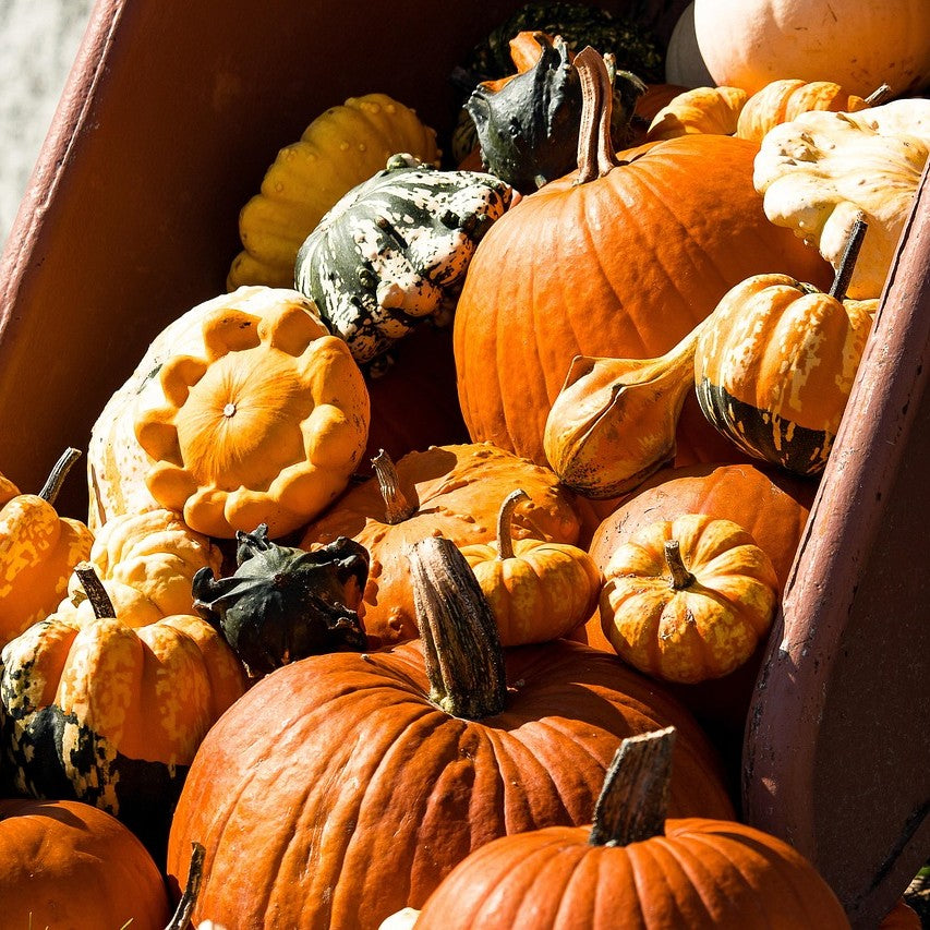 Quante varietà di zucca esistono? - 18 ottobre